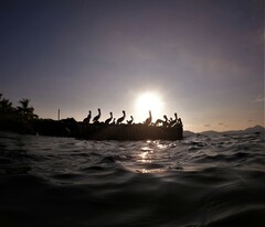 Pelecanus occidentalis