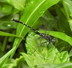 Hemigomphus theischingeri