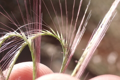 Chloris pycnothrix