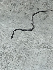 Leptodeira rhombifera