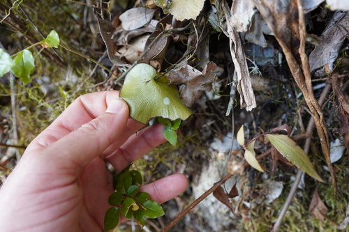 Adiantum reniforme image