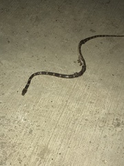 Leptodeira rhombifera