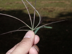 Chloris pycnothrix