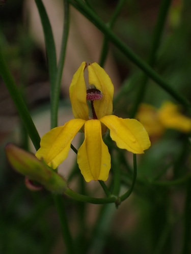 Goodenia paniculata Sm.