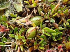 Coprosma atropurpurea