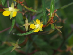Ludwigia hyssopifolia