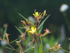 Ludwigia hyssopifolia