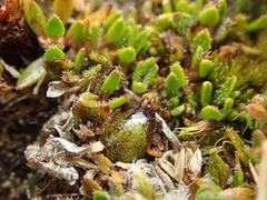 Coprosma atropurpurea