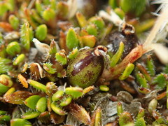 Coprosma atropurpurea