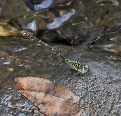 Hemigomphus theischingeri