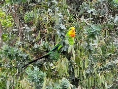 Polytelis swainsonii