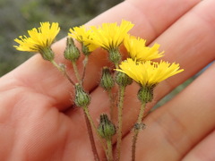 Pilosella caespitosa