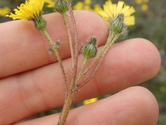 Pilosella caespitosa