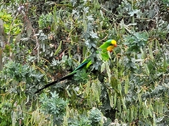 Polytelis swainsonii