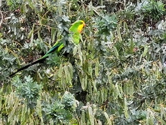 Polytelis swainsonii
