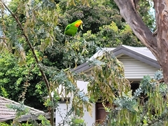 Polytelis swainsonii