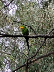 Polytelis swainsonii