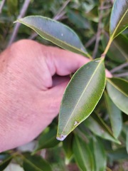 Syzygium formosanum