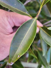 Syzygium formosanum
