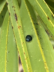 Hemisphaerota cyanea