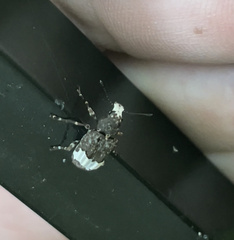 Eurymycter fasciatus