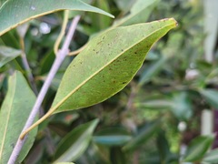 Syzygium formosanum