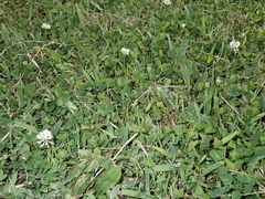 Trifolium repens repens