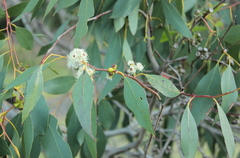 Eucalyptus ovata