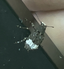 Eurymycter fasciatus
