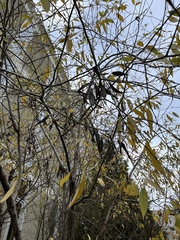 Oemleria cerasiformis