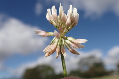 Trifolium repens repens