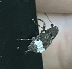 Eurymycter fasciatus