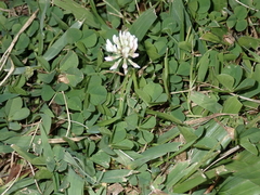 Trifolium repens repens