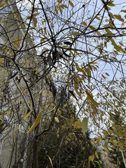 Oemleria cerasiformis