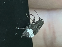 Eurymycter fasciatus
