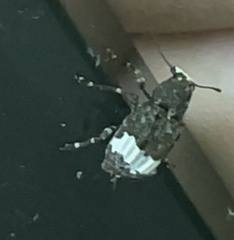 Eurymycter fasciatus