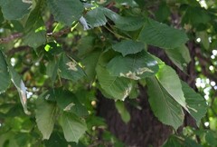 Cameraria ohridella