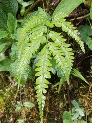 Arachniodes rhomboidea