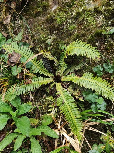 Blechnum hancockii iNat (3)