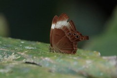 Abisara geza