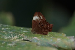 Abisara geza