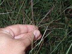 Chloris pycnothrix
