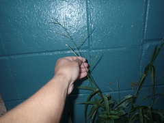 Urochloa plantaginea