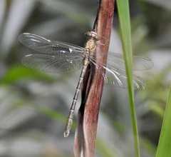 Hemigomphus comitatus