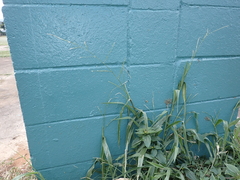 Urochloa plantaginea