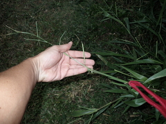 Urochloa plantaginea
