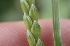 Urochloa plantaginea