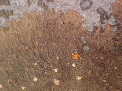 Placopsis perrugosa