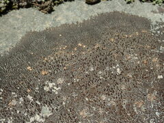 Placopsis perrugosa