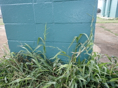 Urochloa plantaginea